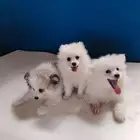 كلاب بومرينيان ذكر وأنثى للتبني