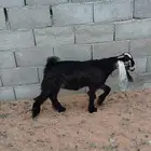 تيس عارضي