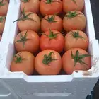 بندورة محمية درجة أولى