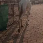 للبيع بكره حقه