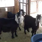 معزا للبيع
