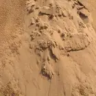 رمل احمر الفريش