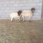 نعيميه معها خروف