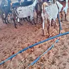 ماعز جنوبي وشح