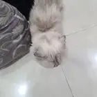 قطه انثى للتبني