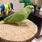يلوناب جميل جدا متكلم انتاج محلي