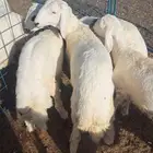 للبيع خرفان حري في الرياض