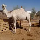 لقحه وضحا موطي