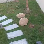 سلاحف ضخمه كبار ذكر وانثى