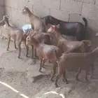 تيوس مندي