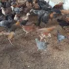 صيصان بلدي العدد 95