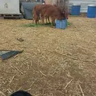 4 عجول بلدي