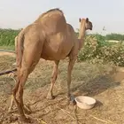 ناقه للبيع-القنفذة