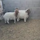 خرفان نعيمي العدد (3)