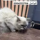 تبوك حي الحمراء