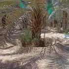 يوجد لدينا نخل نقايل خلاص وصقعي من مترين ونص