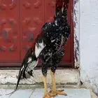 ديك سندي بيور