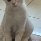 قطط