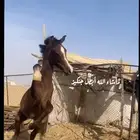 مهر كفو جدا جدا له مستقبل