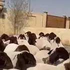 جذعات نعيم فاخرة