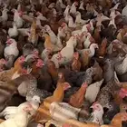 دجاج بلدي للبيع