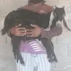 معزا - عناق