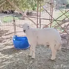 فحل حري صنف