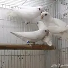 للبيع مجموعة لافبير ألبينو