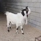 تيس هولندي فحل جرم مشروع خروف حري جبر