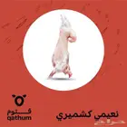 ذبائح نعيمي وسواكني جذع ولباني وحاشي وعجل