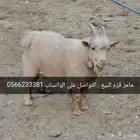 ماعز قزم للبيع