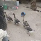 للبيع مجموعة من الوز و البط