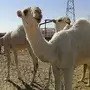 بكار وضح للبيع