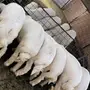 طليان شحم ونطف