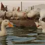 بط بكيني