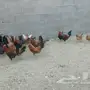 ديكه بلديه العدد 13