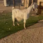 عنز مشروكه دافع شرط السونار