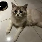 قطه هيملايا عمرها سنه للتبني وليس للبيع او التجارة