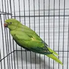 بغبغاء الدره