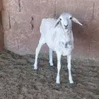 رخلة بربري بلدي