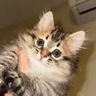 قط صغير للتبني