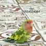 روز طار مني بتبوك