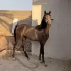 مهر شعبي عربي