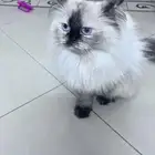 قطط هملايا