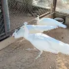 طقم طاووس أو طاؤوس أبيض