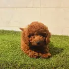 ميني توي بودل وبمرينيان ويوركي