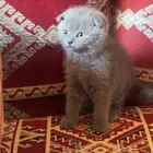 قطط سكوتش و غير سكوتش للبيع