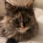 قطه مفقوده ضايعه حي الملك فيصل