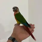 كنيور اليف عدد نشبه