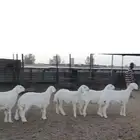 رخال حرش مقنوي طيبة جدا